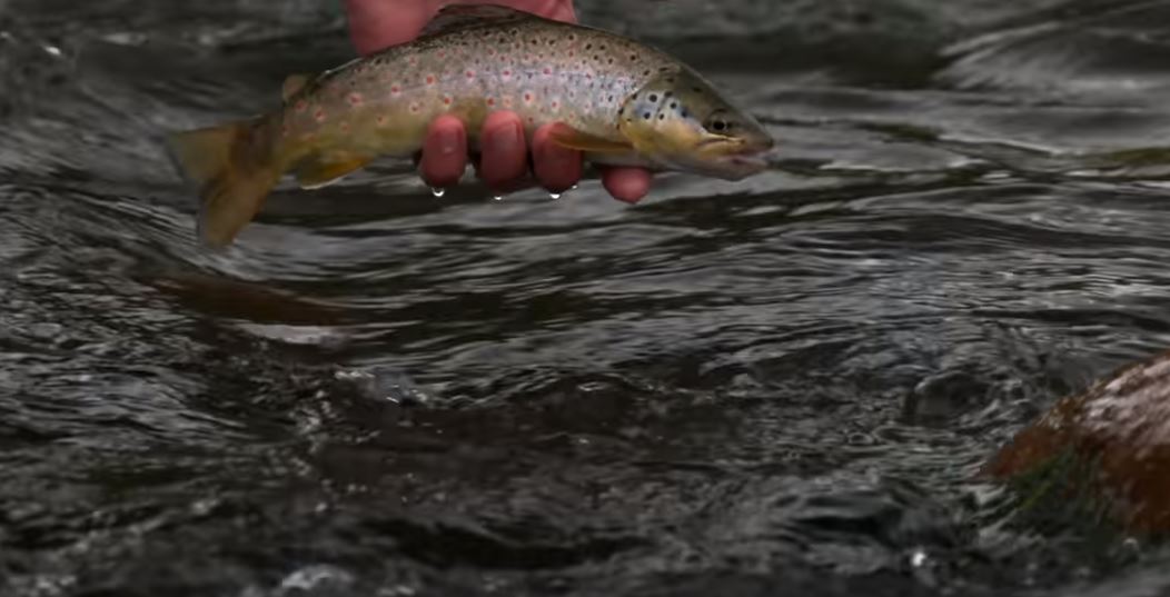 wild trout colorado