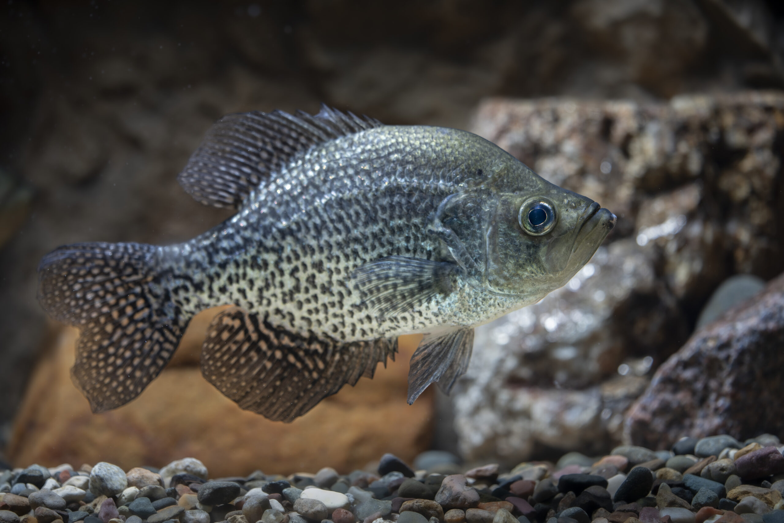 Black crappie swimming - public domain photo from USFWS