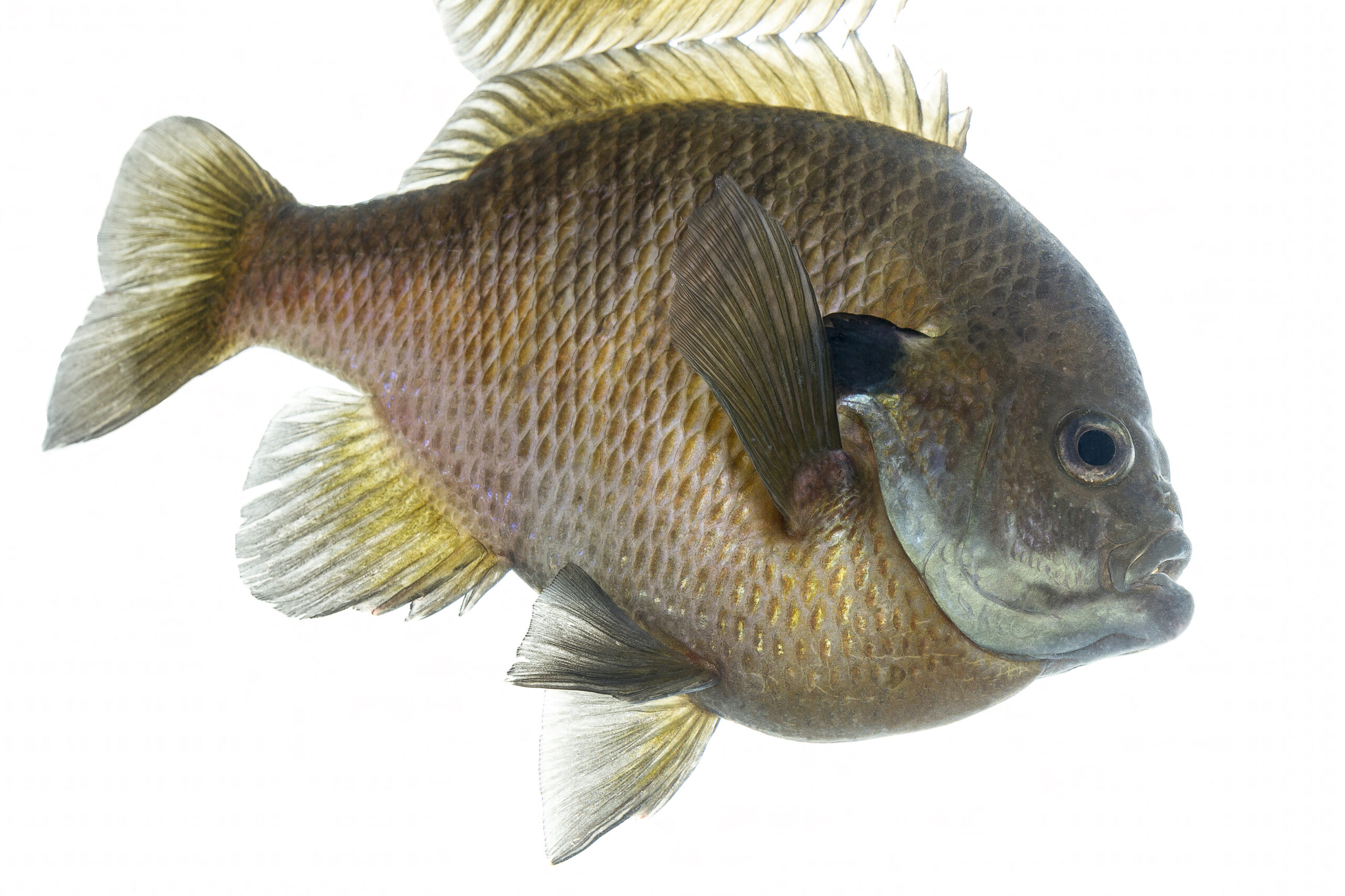 Bluegill sunfish - public domain photo from USFWS