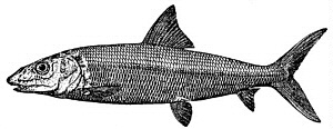Bonefish Albula vulpes flats fish