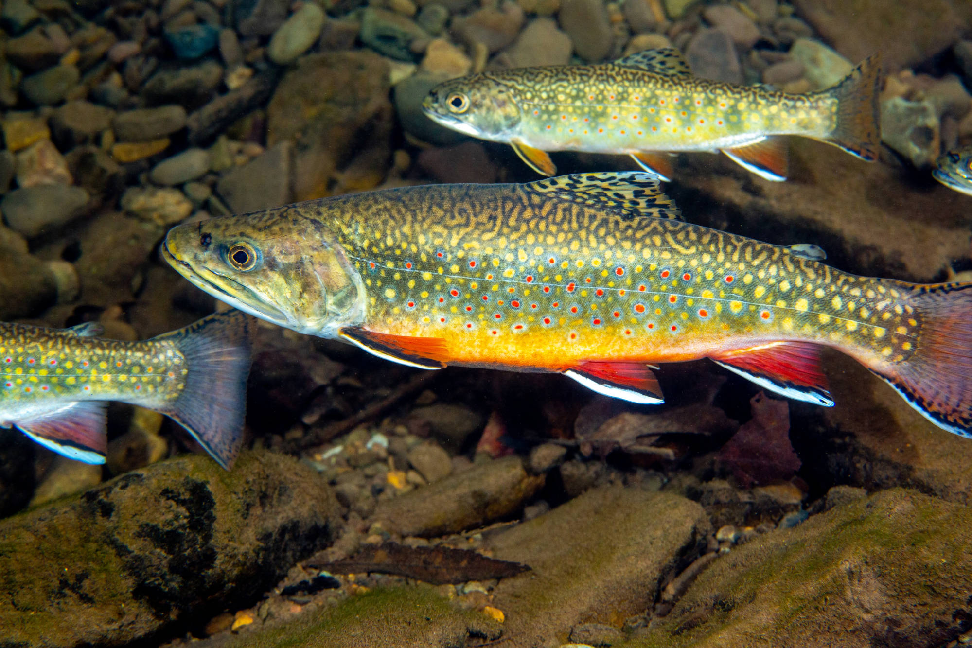Brook trout in Seneca Creek West Virginia - public domain photo from USFWS