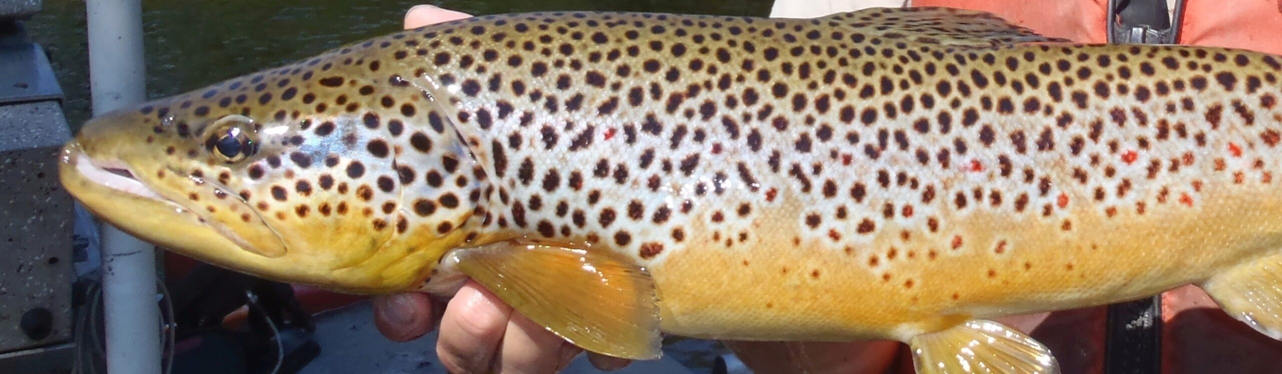 Brown trout being held by a person - public domain photo from USFWS
