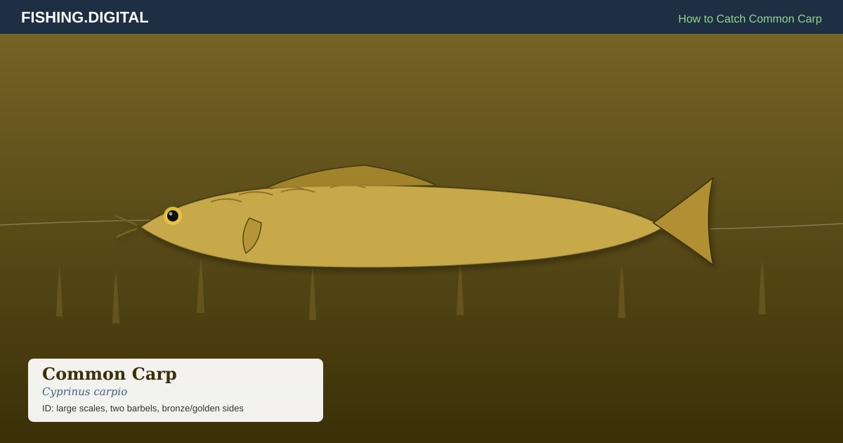 How to catch common carp - editorial illustration