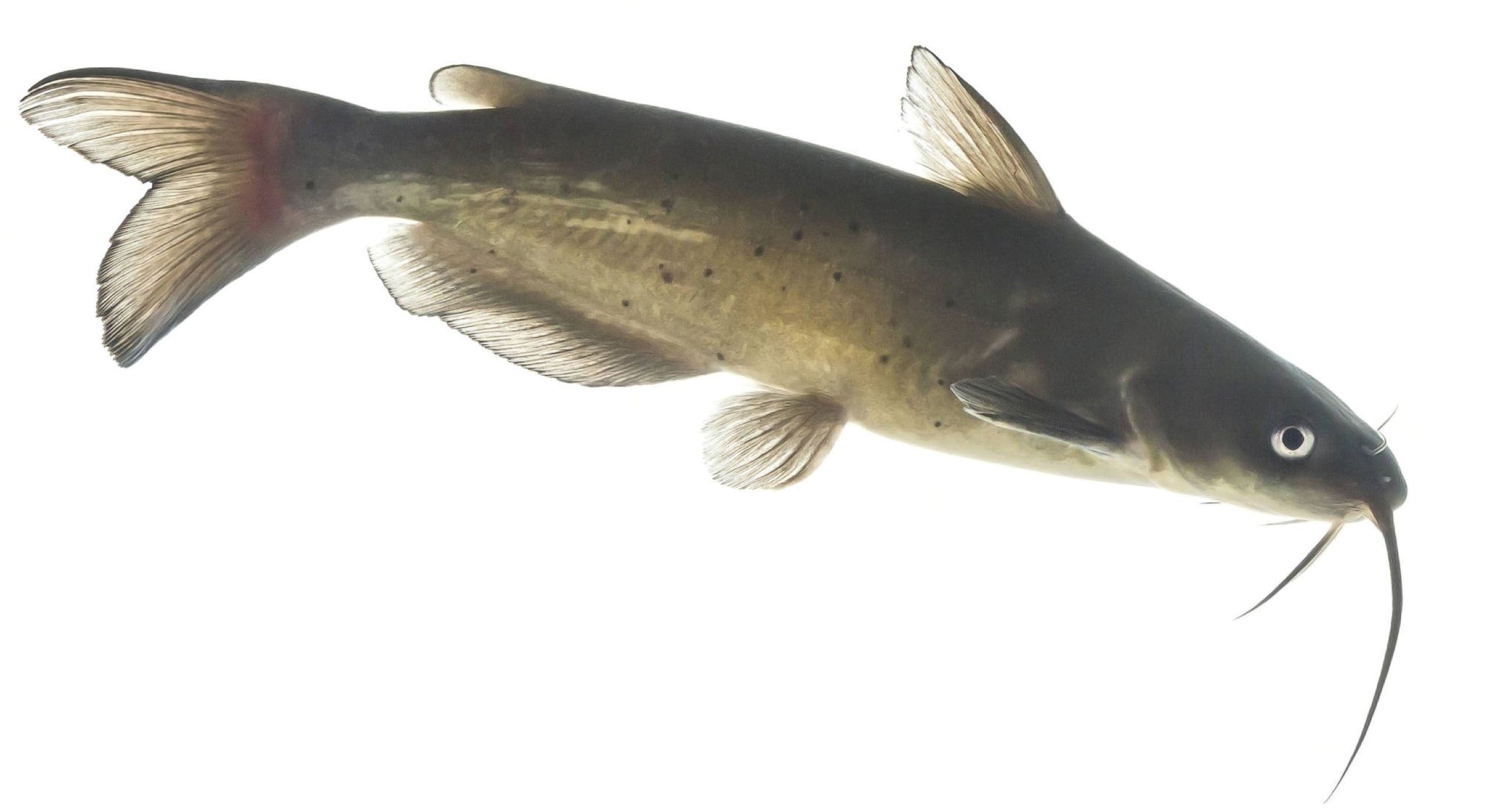 Channel catfish - public domain photo from USFWS