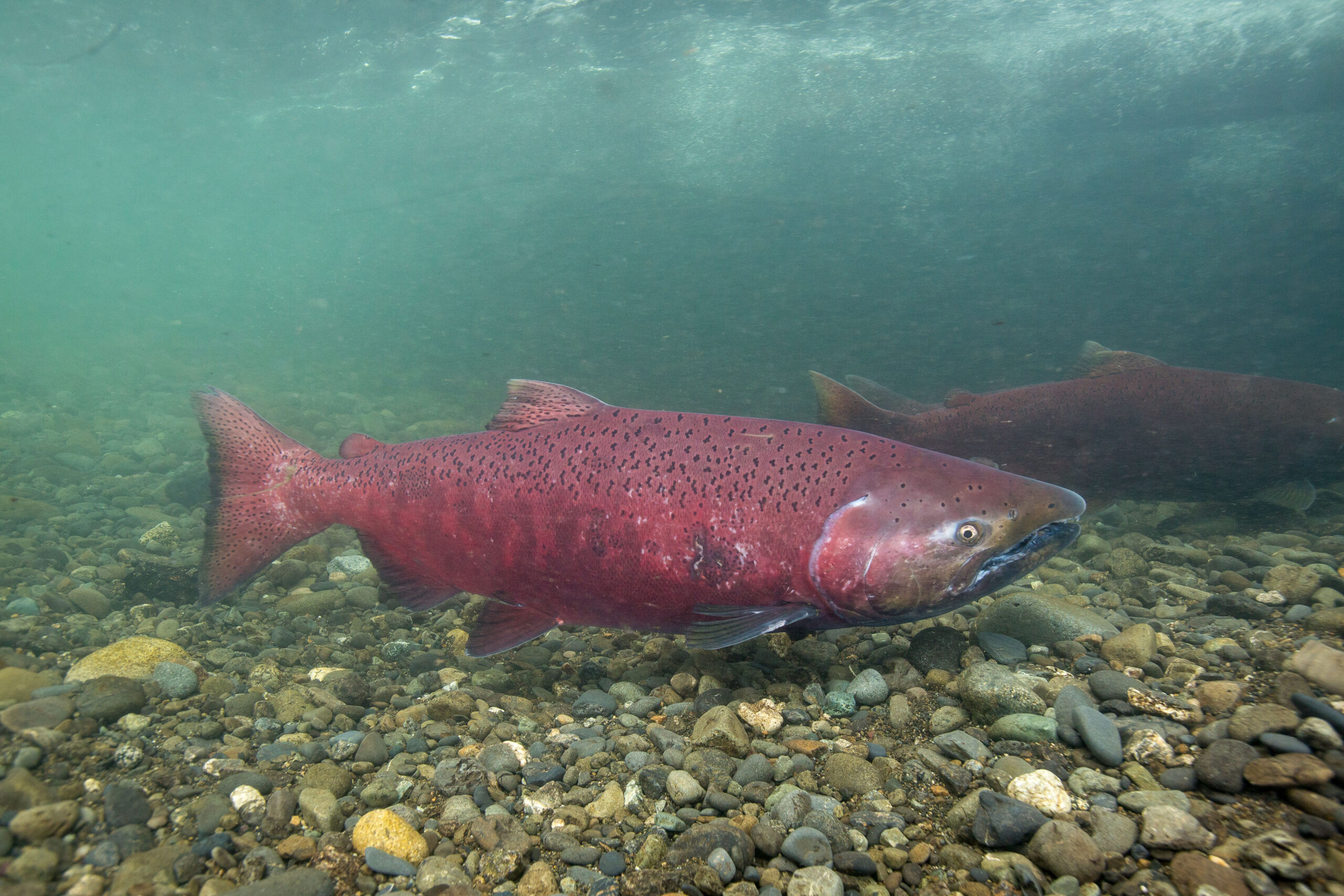 Chinook salmon (king salmon) - public domain photo from USFWS