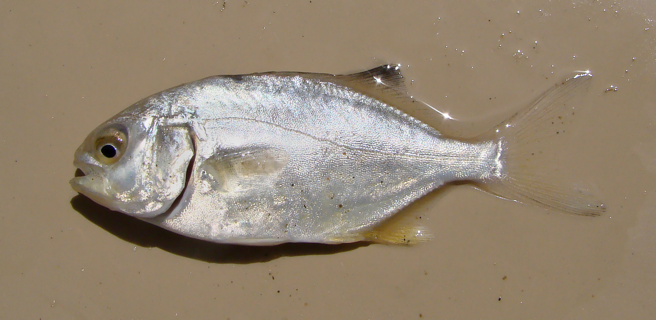 Florida pompano Trachinotus carolinus