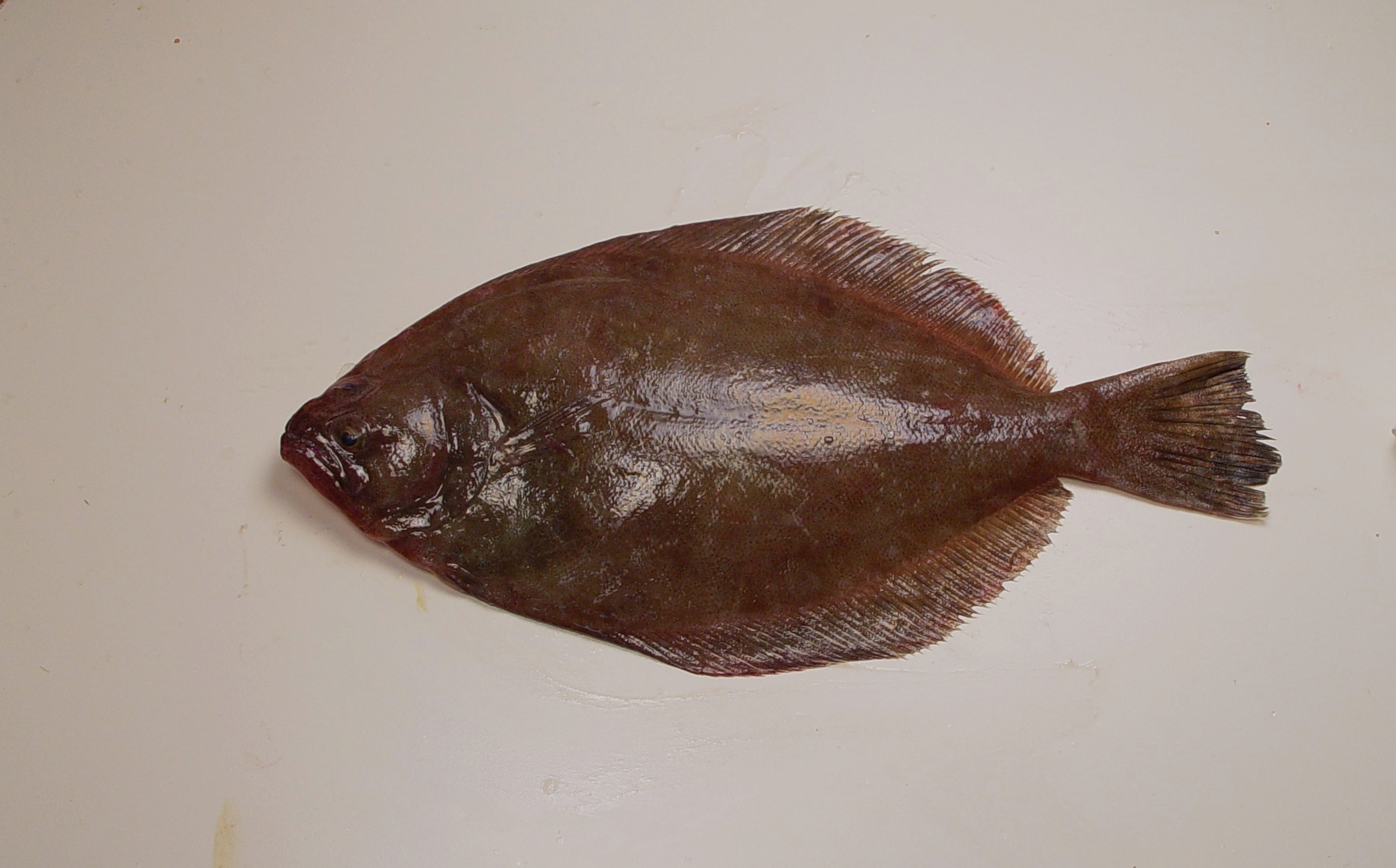 Flounder Paralichthys flatfish