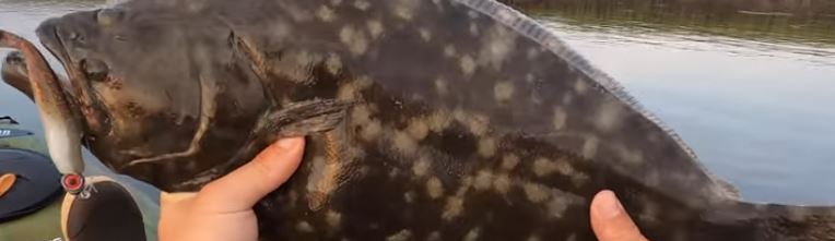 Summer flounder (fluke) caught in a New Jersey bay
