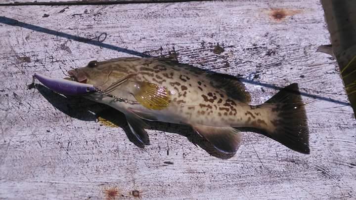 Grouper Atlantic Gulf reef species