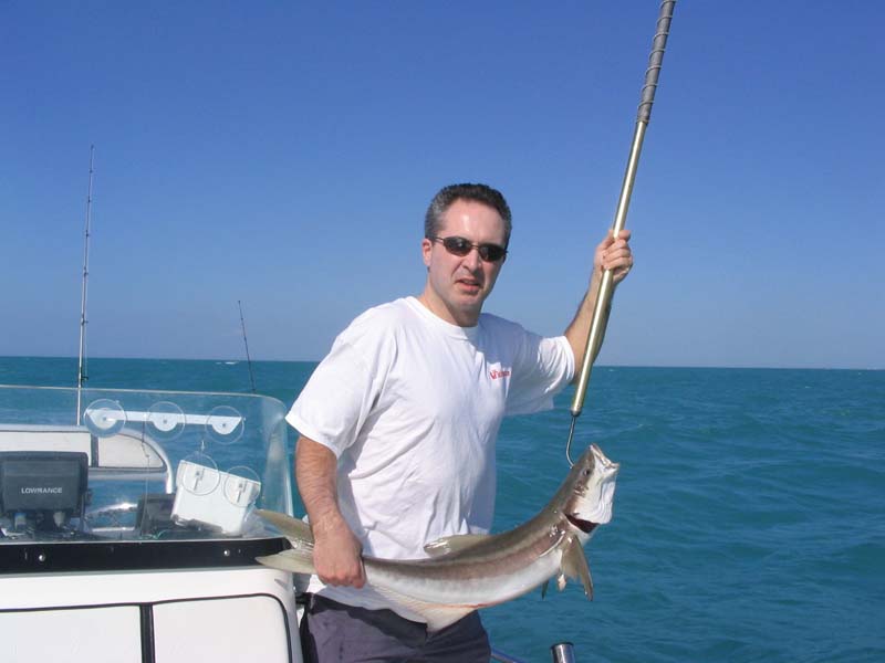 Cobia caught Florida