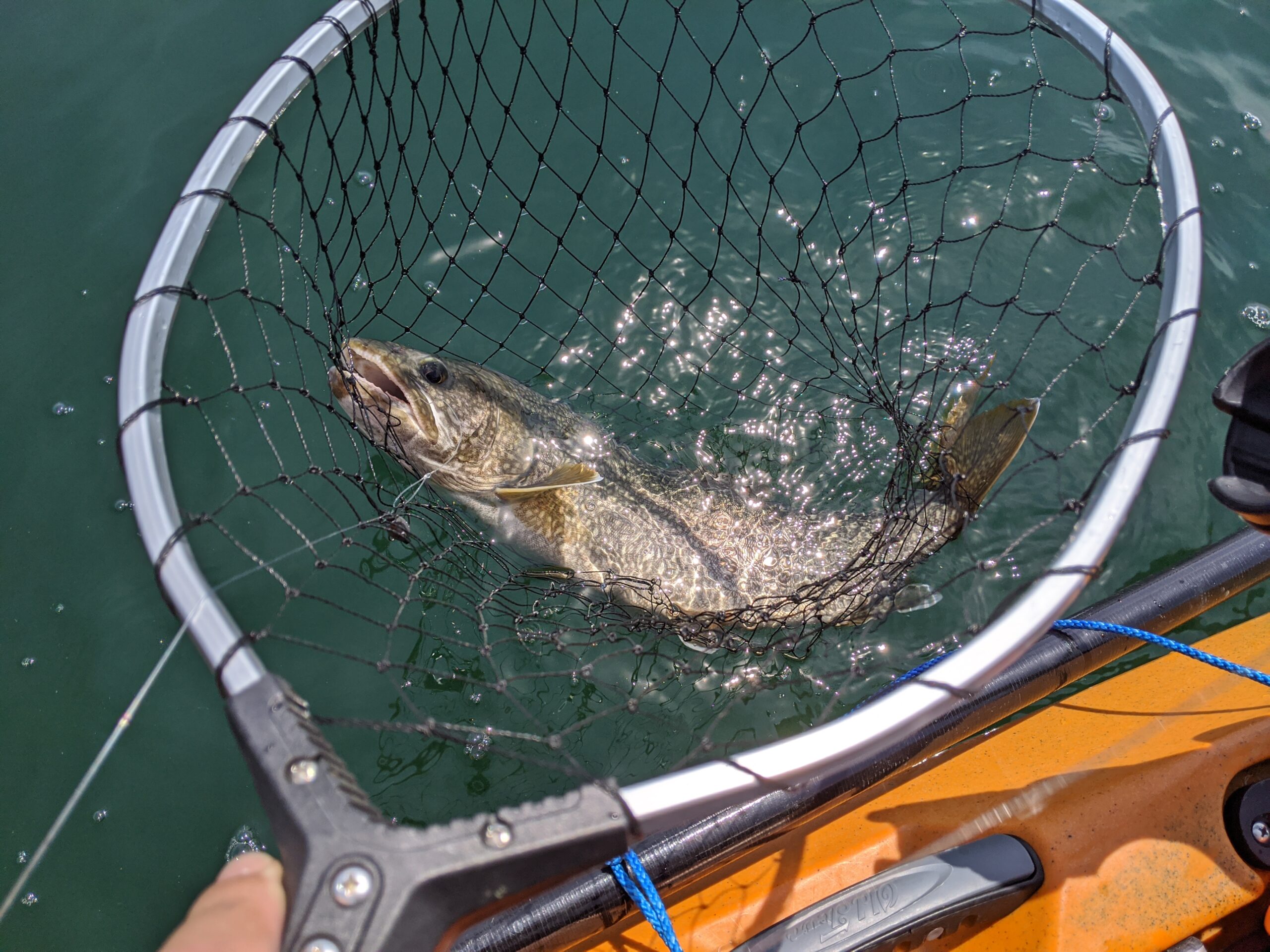 Lake trout caught from kayak