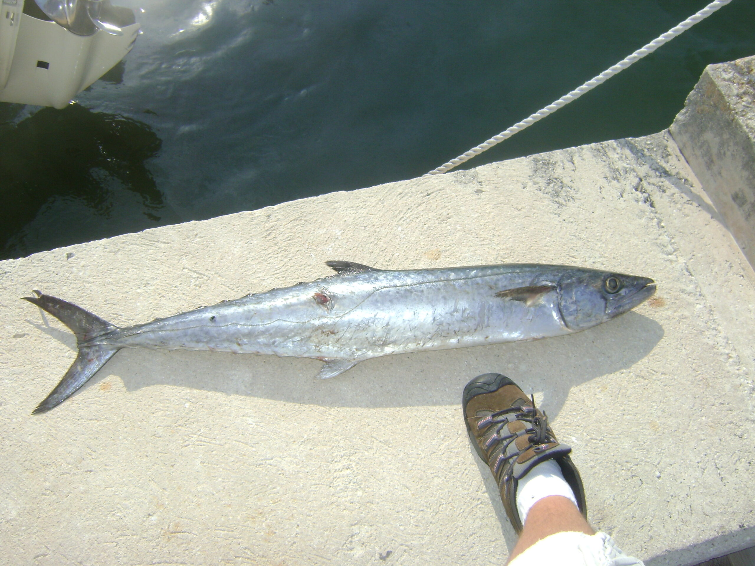King mackerel Scomberomorus cavalla