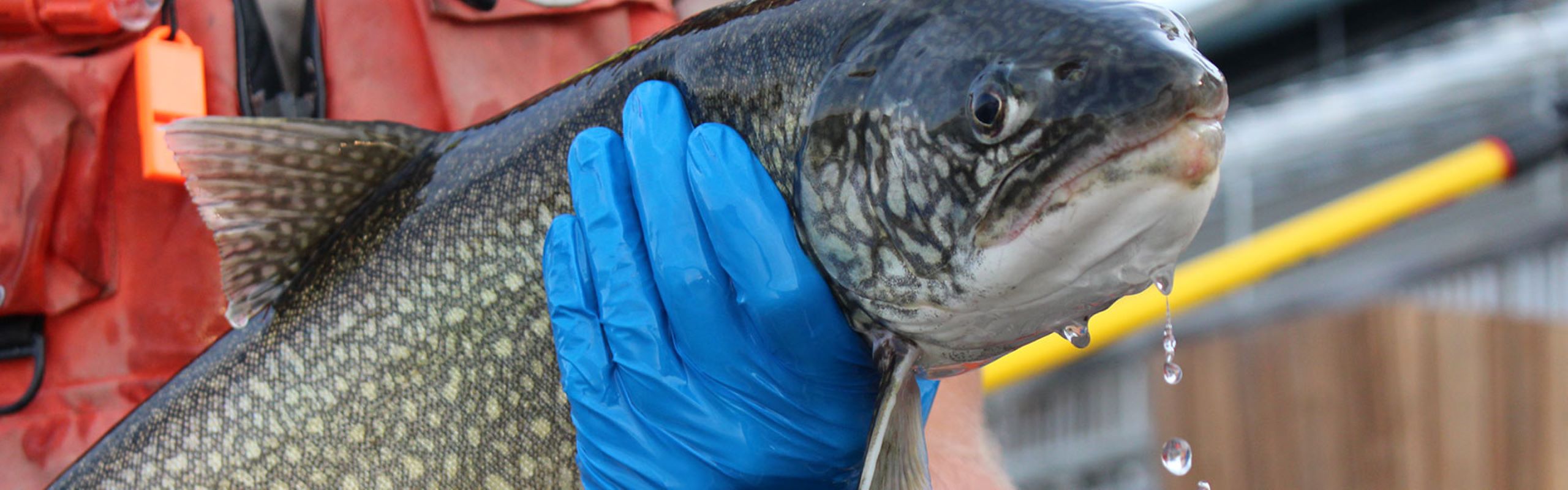 Adult lake trout - public domain photo from USFWS