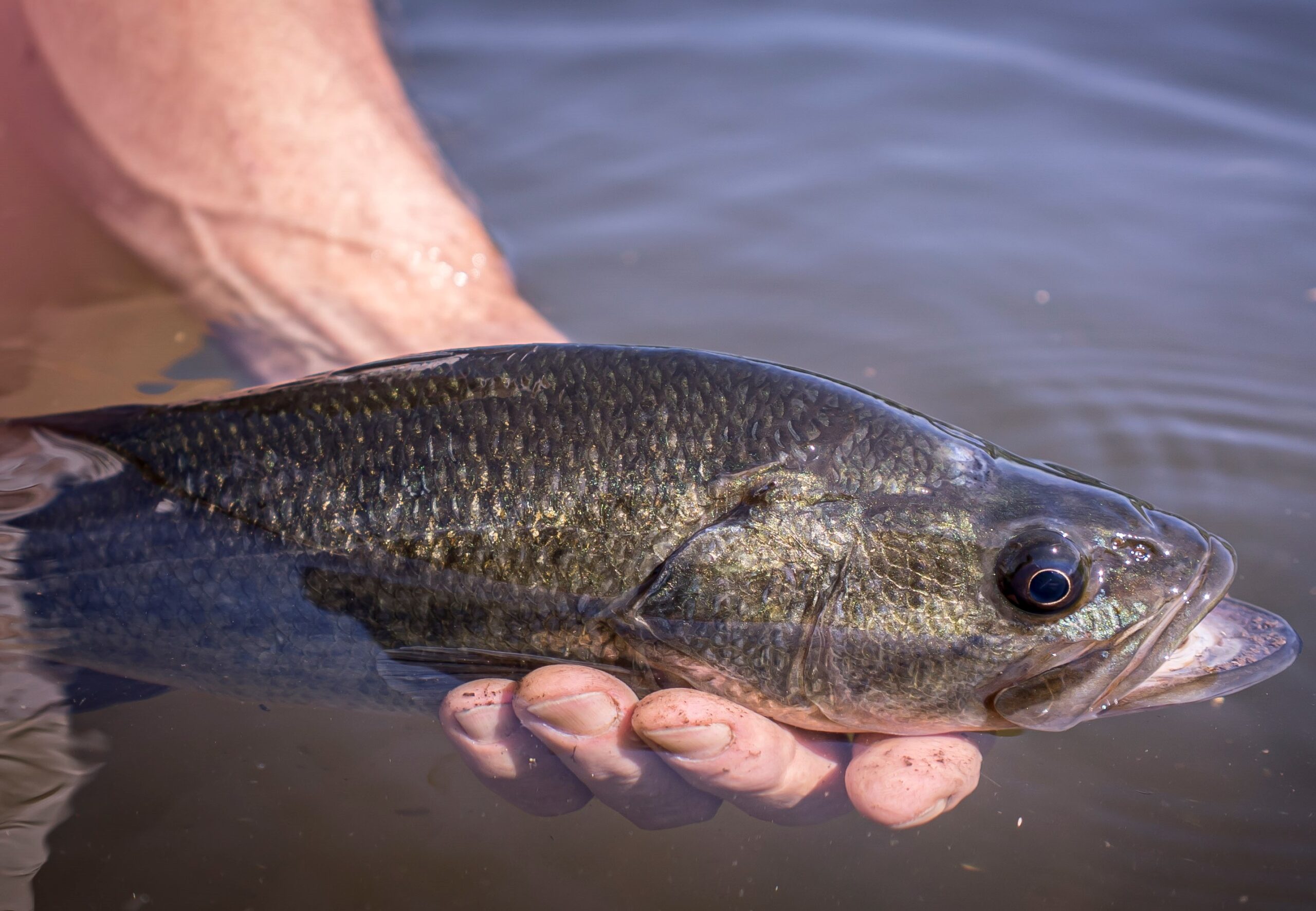 Largemouth bass (Micropterus salmoides)