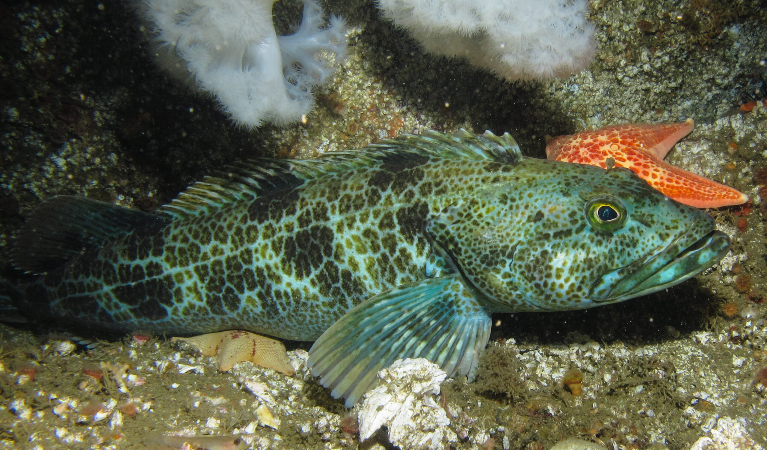 Lingcod Ophiodon elongatus Pacific Northwest