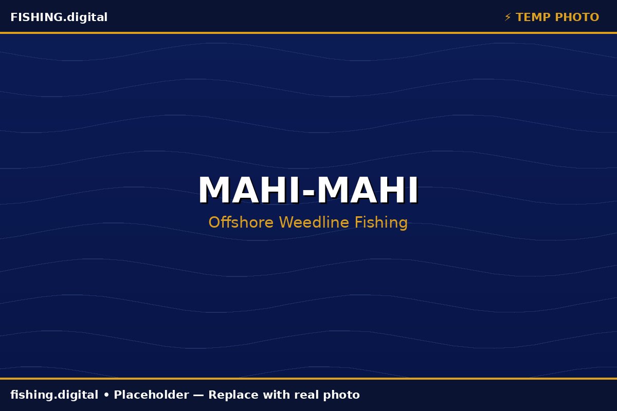 Mahi-mahi fishing guide
