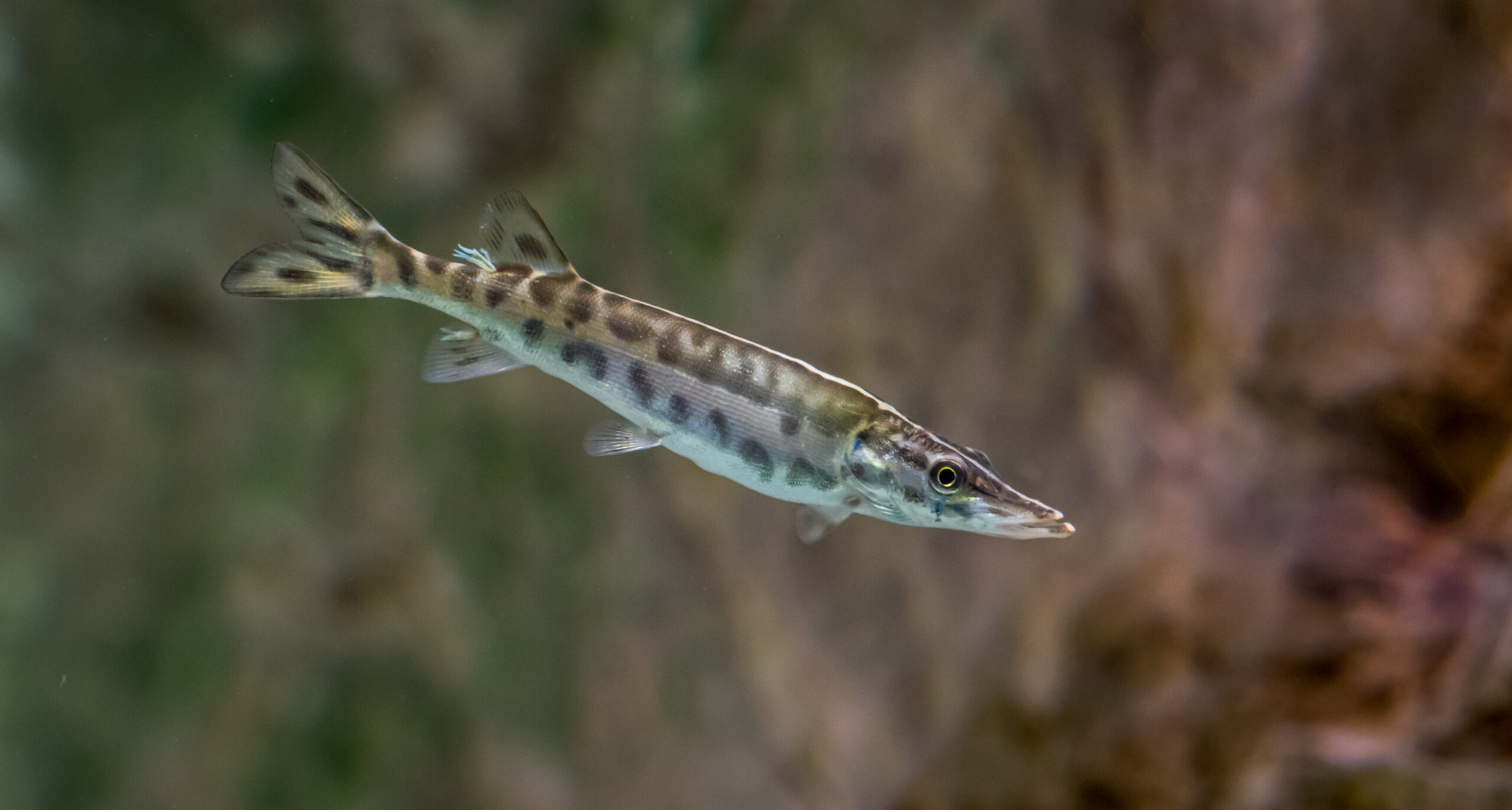 Muskellunge (musky) - public domain photo from USFWS