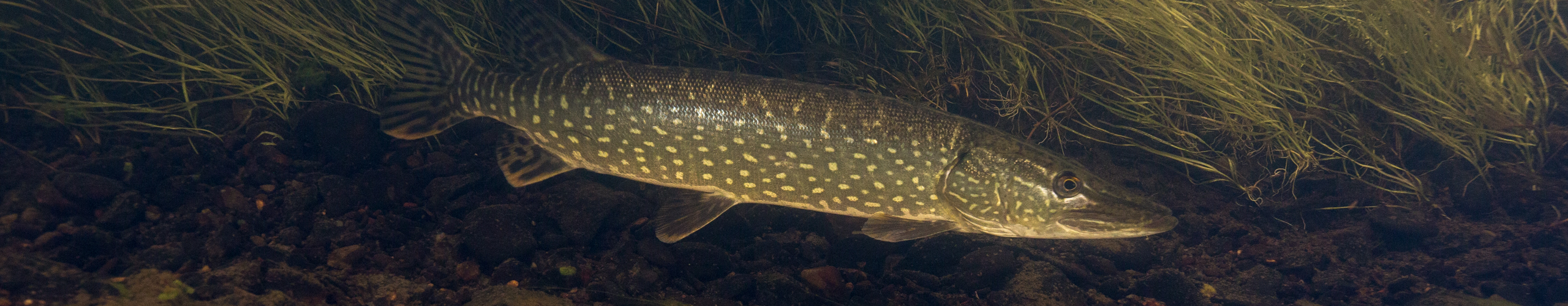 Northern pike swimming along aquatic vegetation - public domain photo from USFWS
