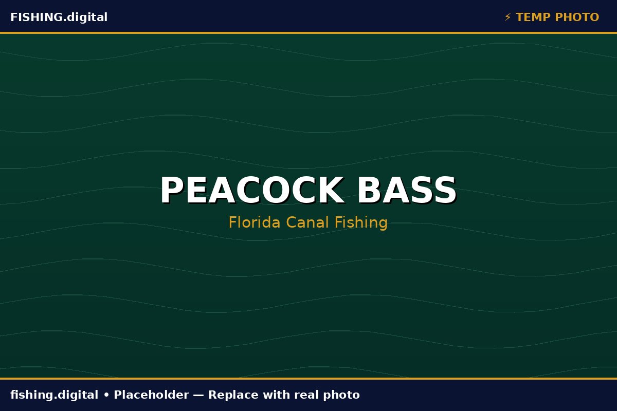Peacock bass fishing Florida