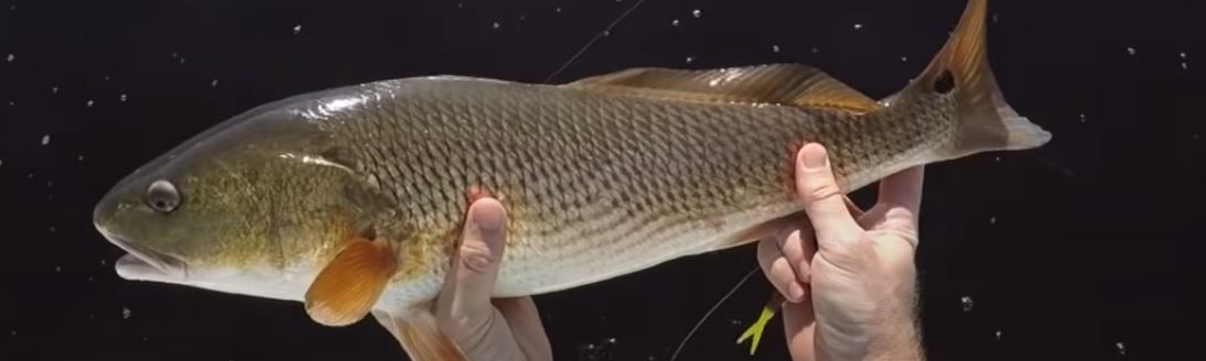 Pensacola Florida fishing — cobia and red snapper