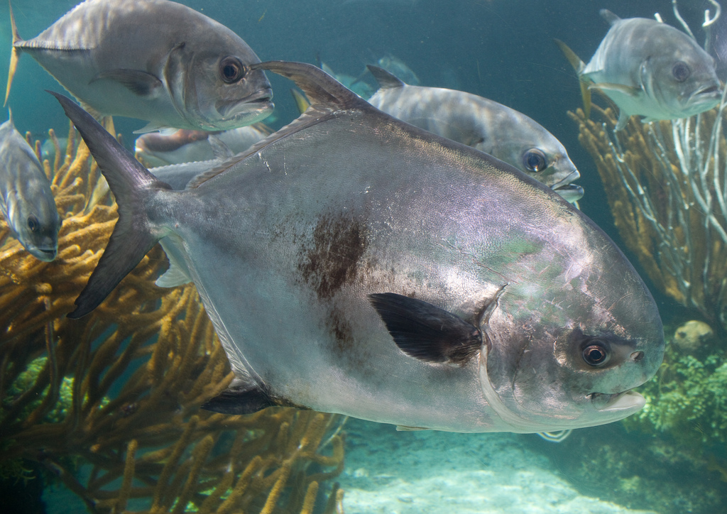 Permit Trachinotus falcatus