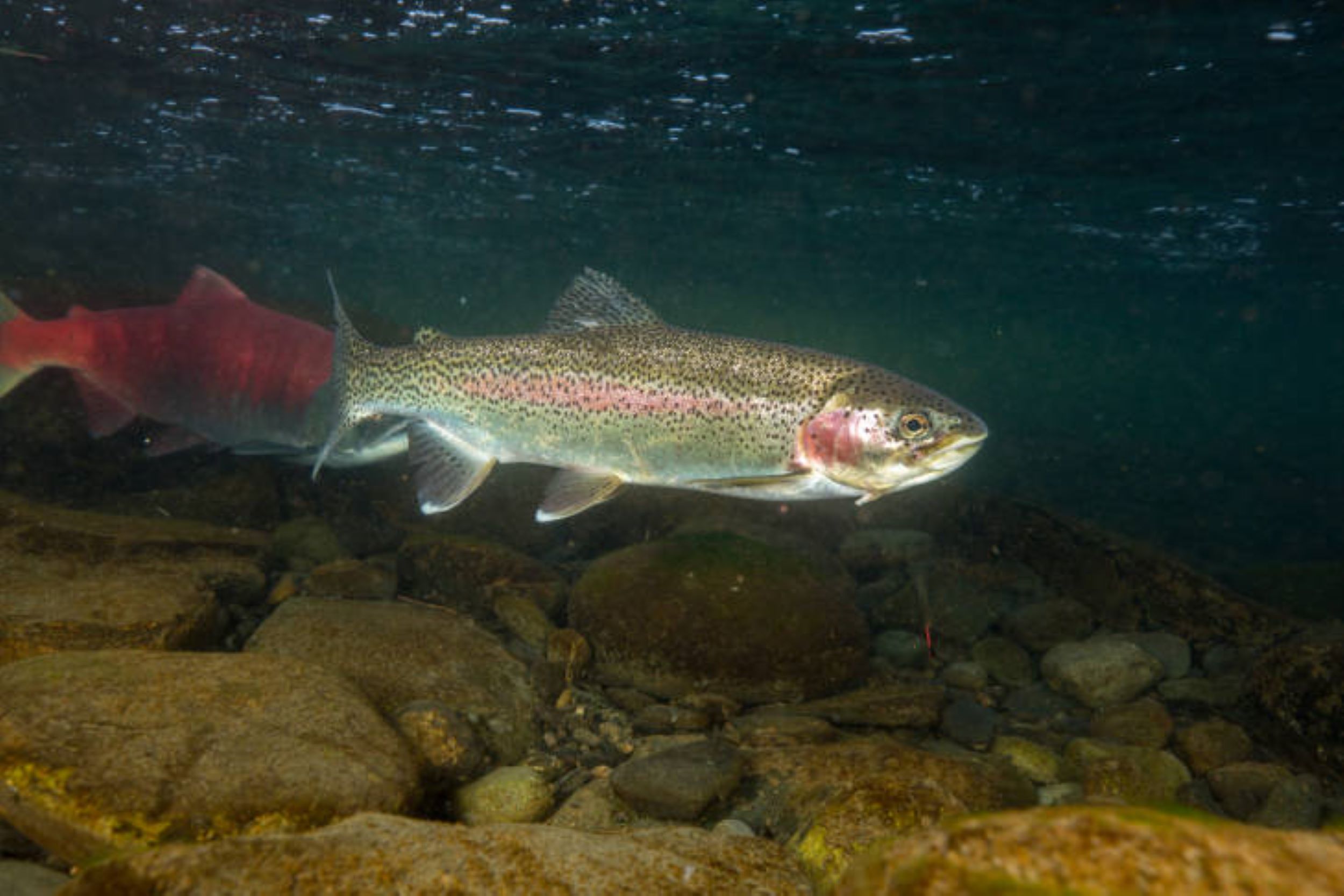 Rainbow trout underwater - public domain photo from USFWS