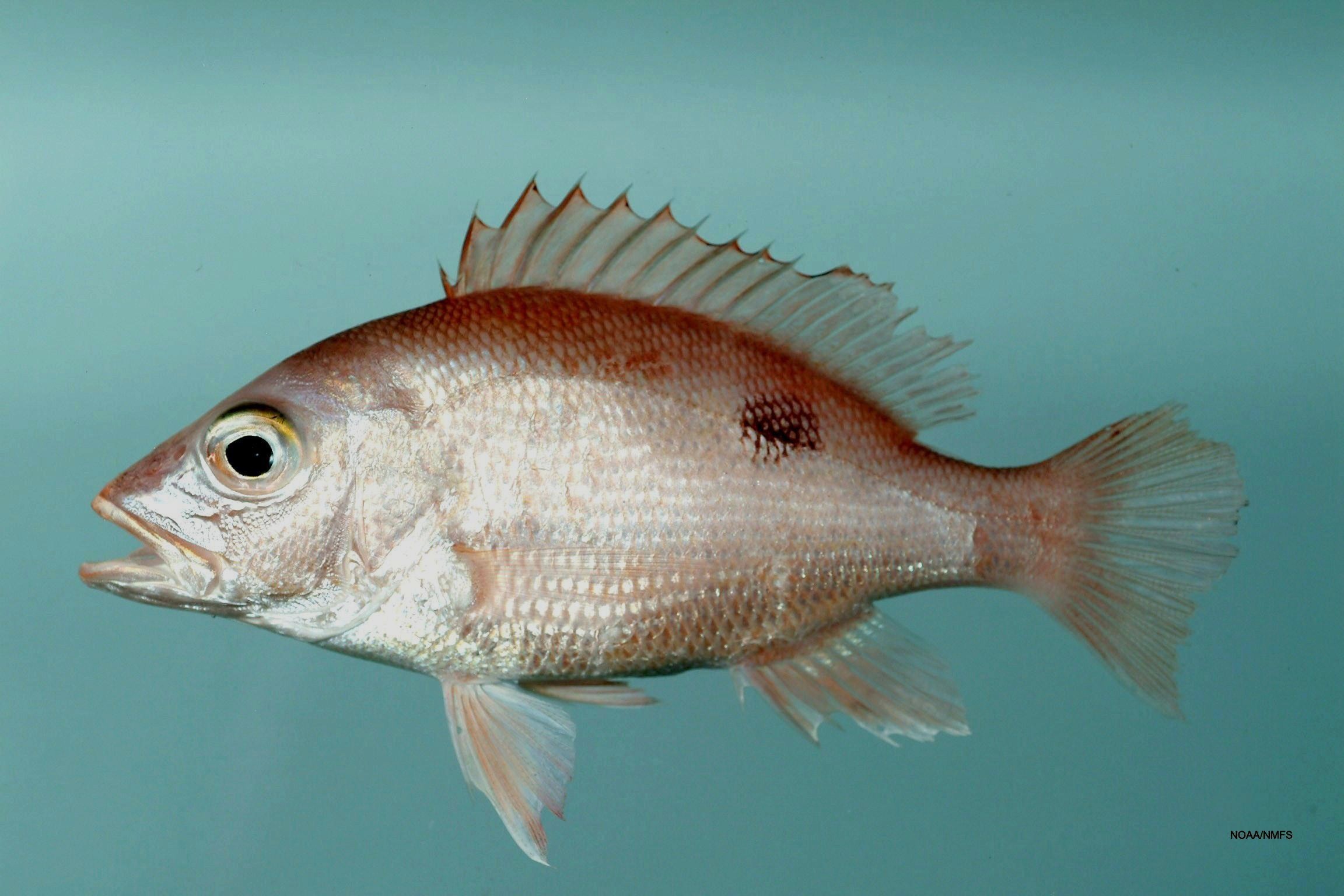 Red snapper Lutjanus campechanus