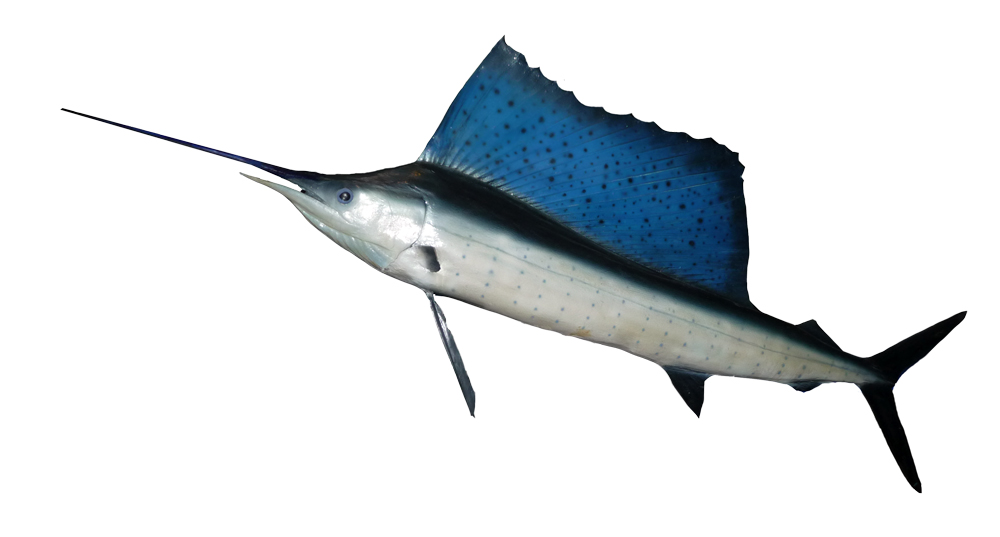 Atlantic sailfish Istiophorus albicans offshore game fish