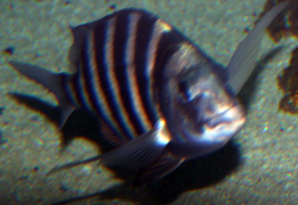 Sheepshead Archosargus probatocephalus