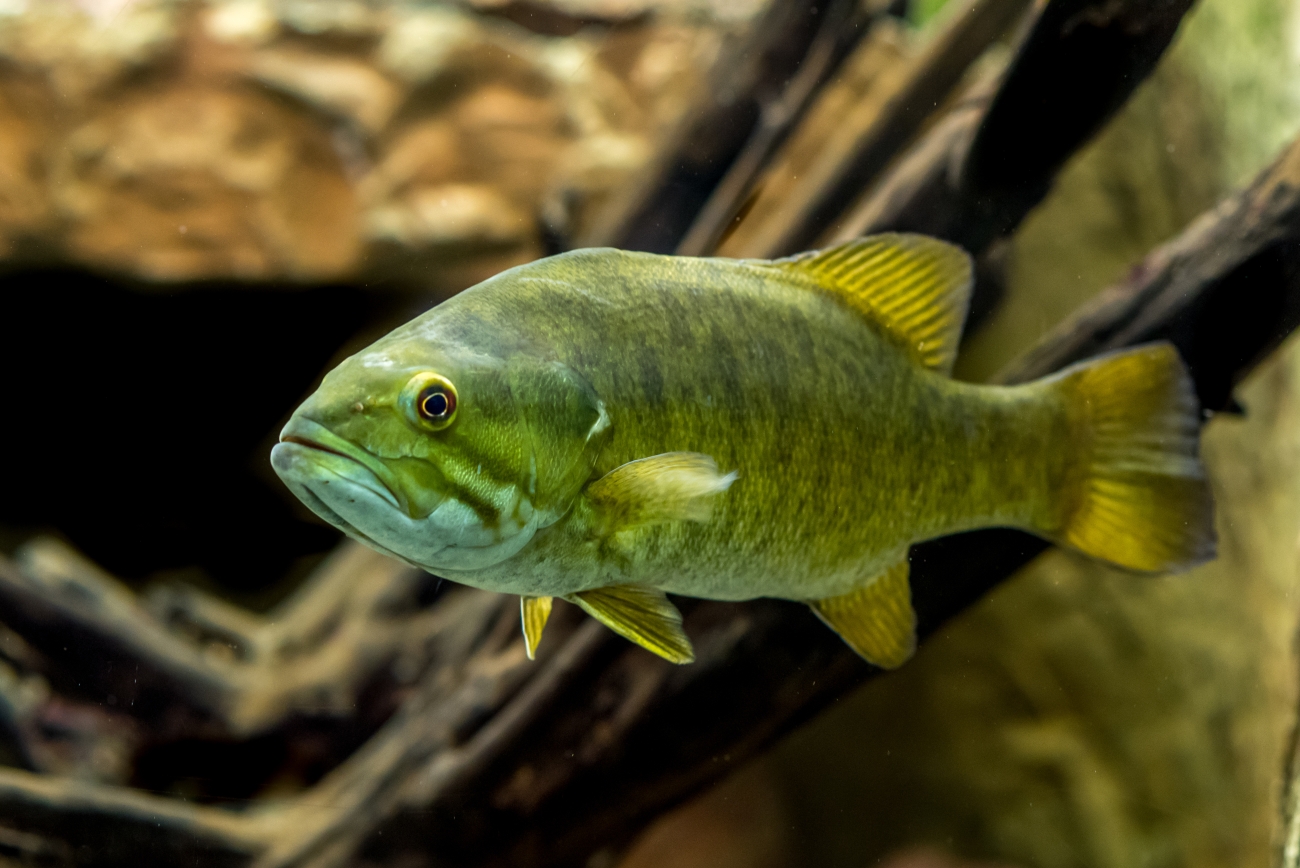 Smallmouth bass swimming near woody debris - public domain photo from USFWS