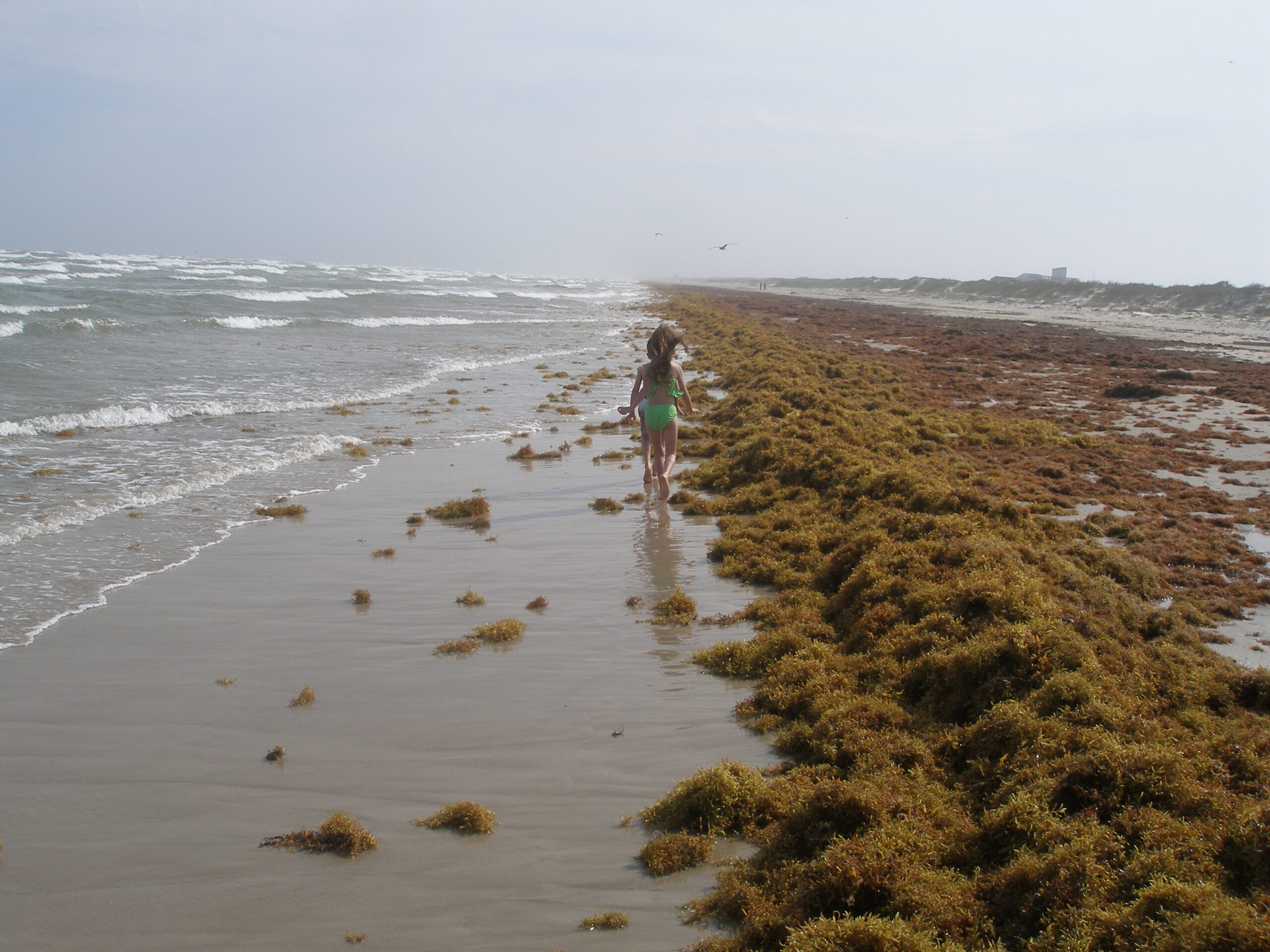 South Padre Island National Seashore beach scene