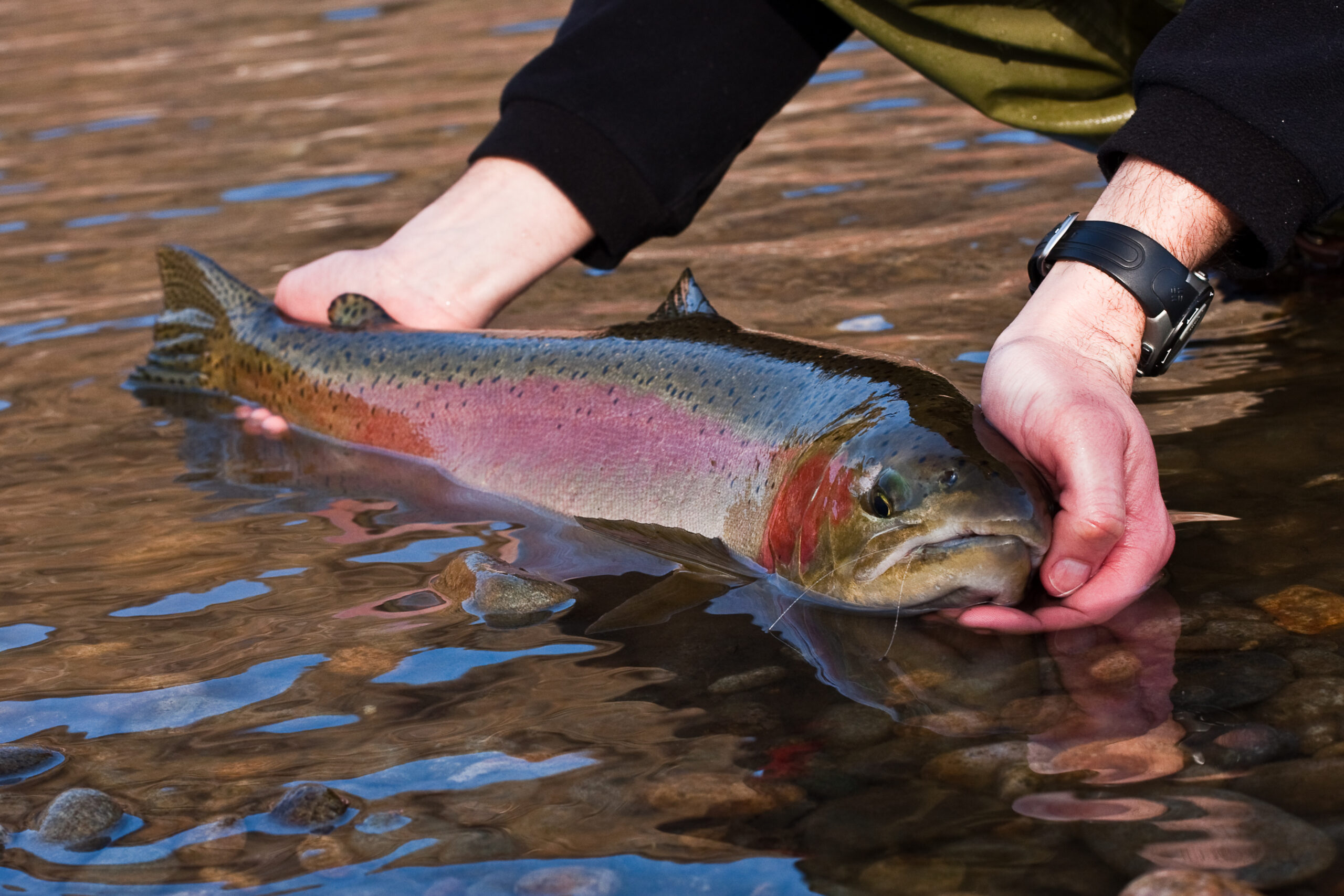 Steelhead trout being held by angler - public domain photo from USFWS