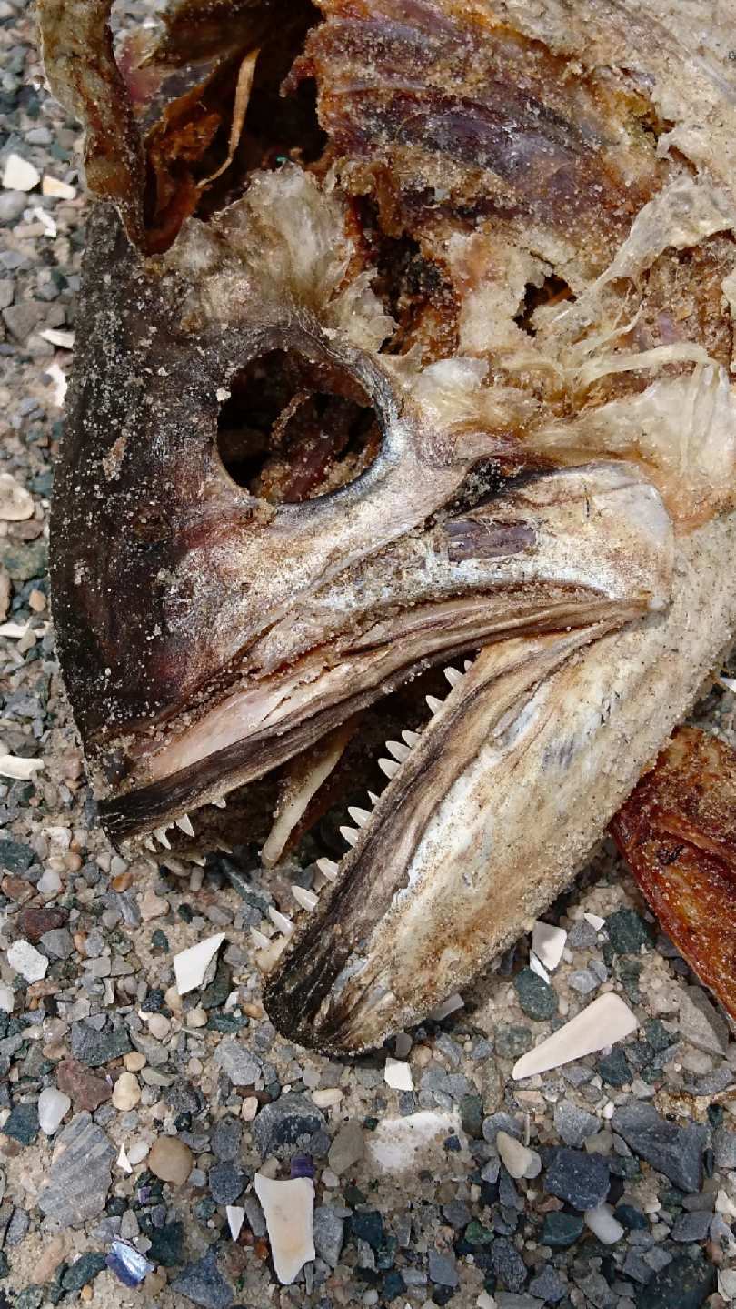 Angler with striped bass on rocky beach (Montauk-style)