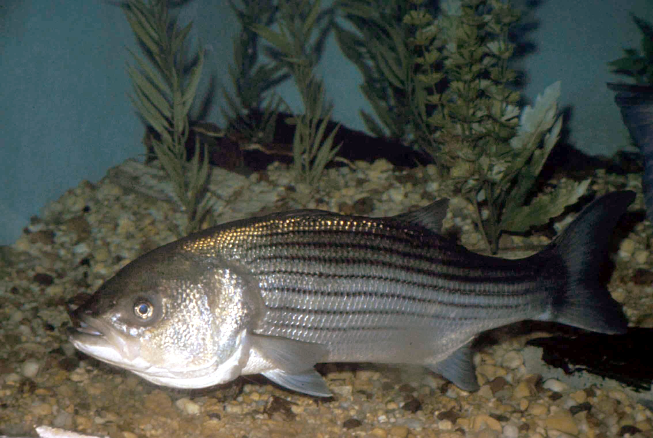 Striped bass Morone saxatilis underwater close-up
