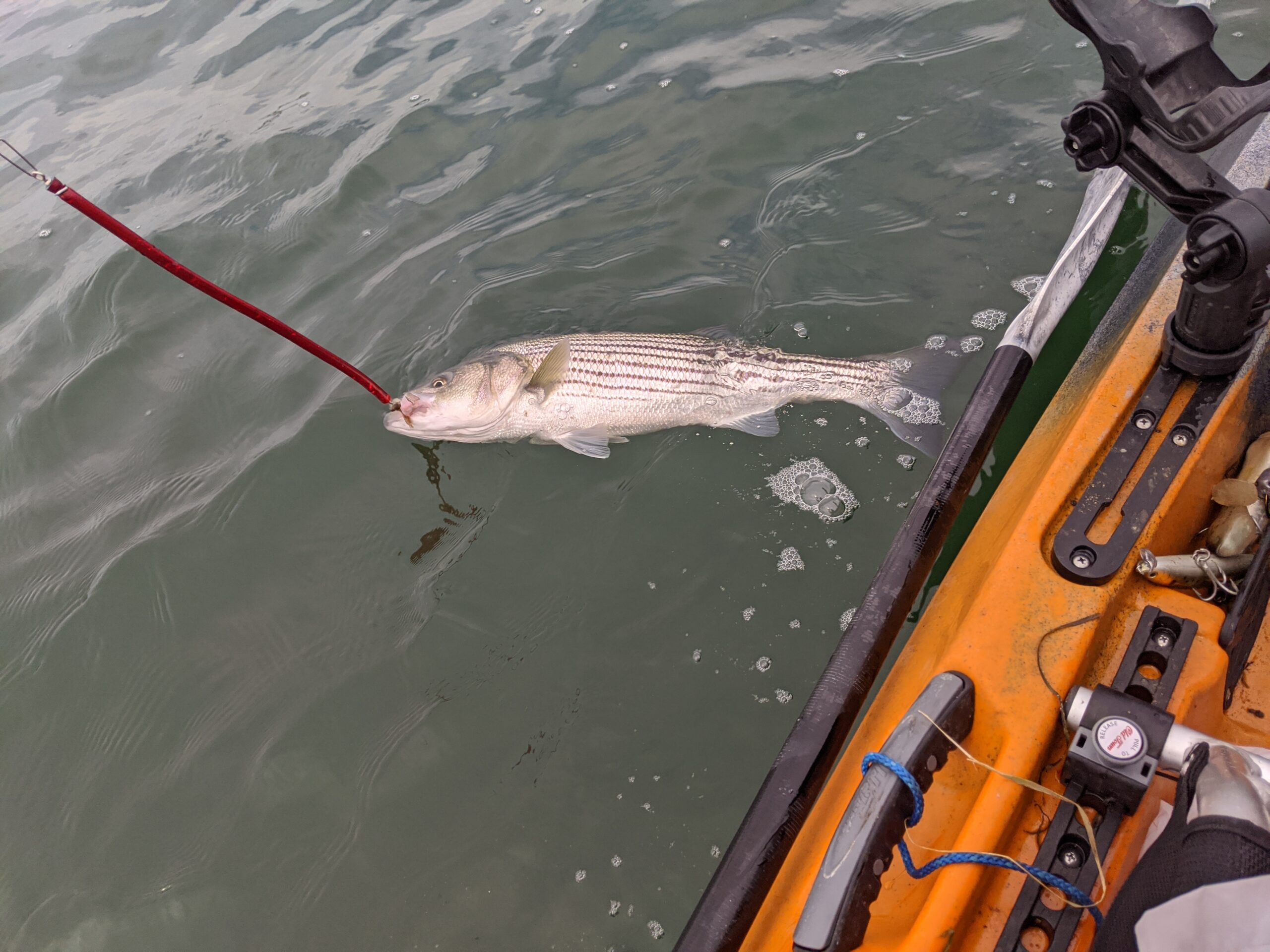 Striped bass caught from kayak TNW