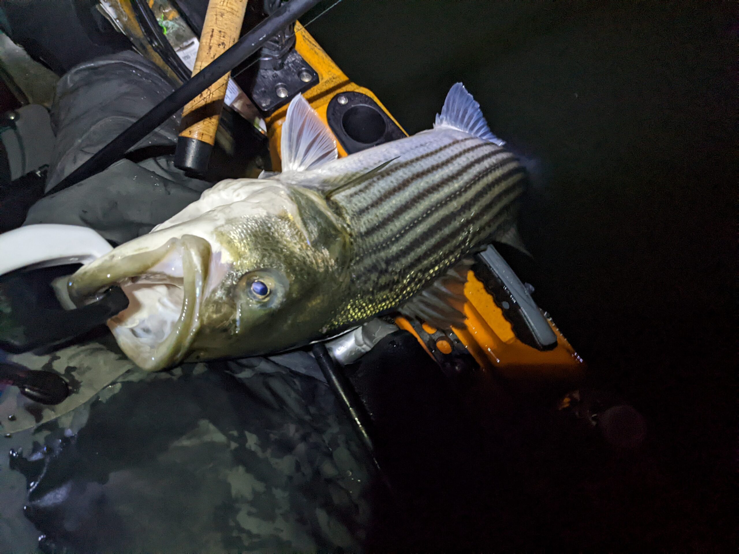 Striped bass at night from kayak