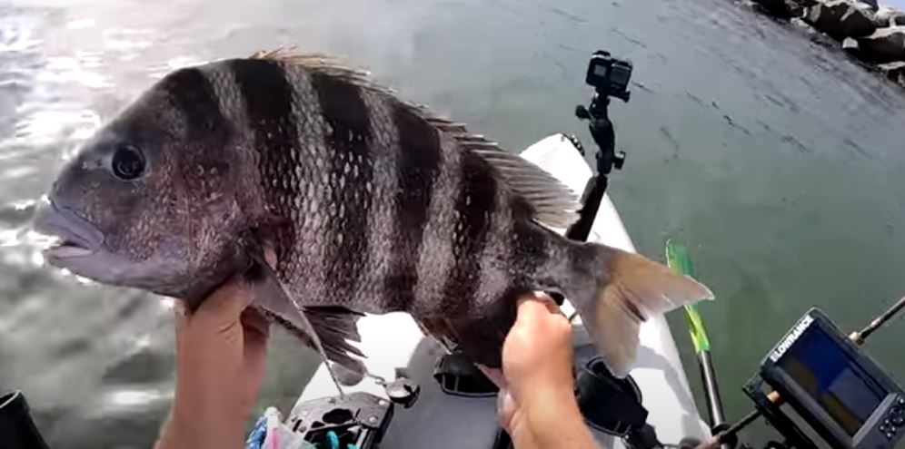 Tampa Bay inshore fishing for snook and redfish