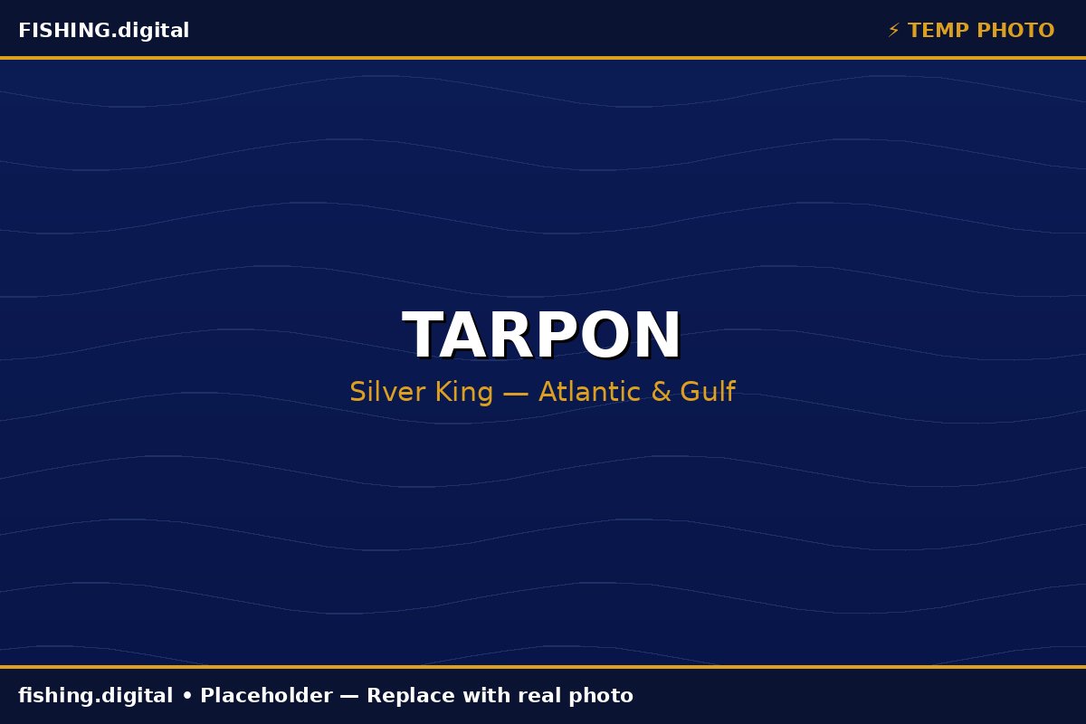 Tarpon fishing guide