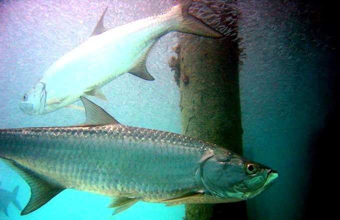 Atlantic tarpon Megalops atlanticus