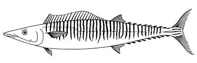 Wahoo Acanthocybium solandri