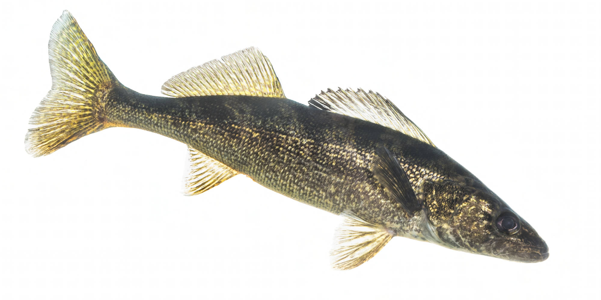 Walleye fish - public domain photo from USFWS