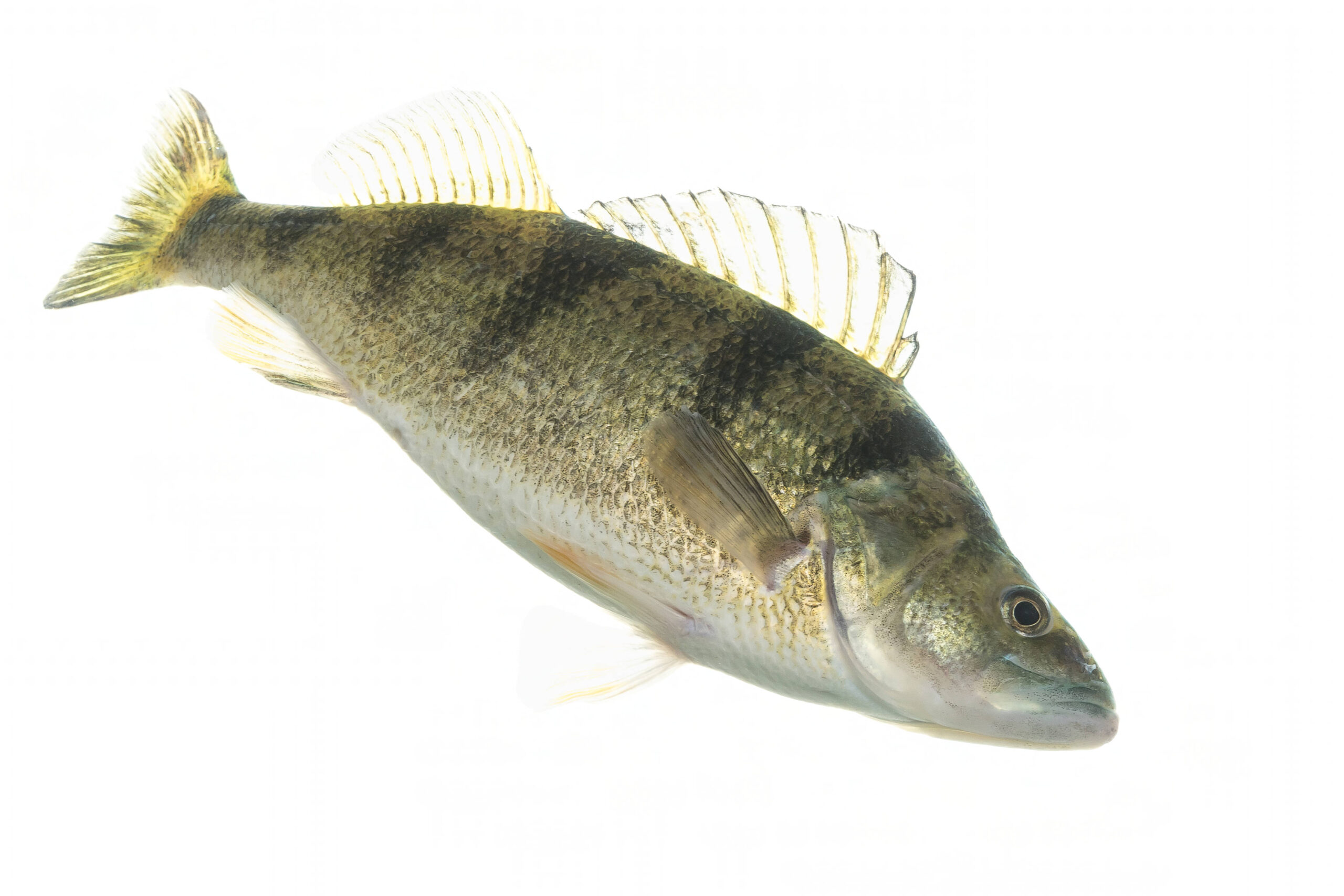 Yellow perch with vertical stripes - public domain photo from USFWS